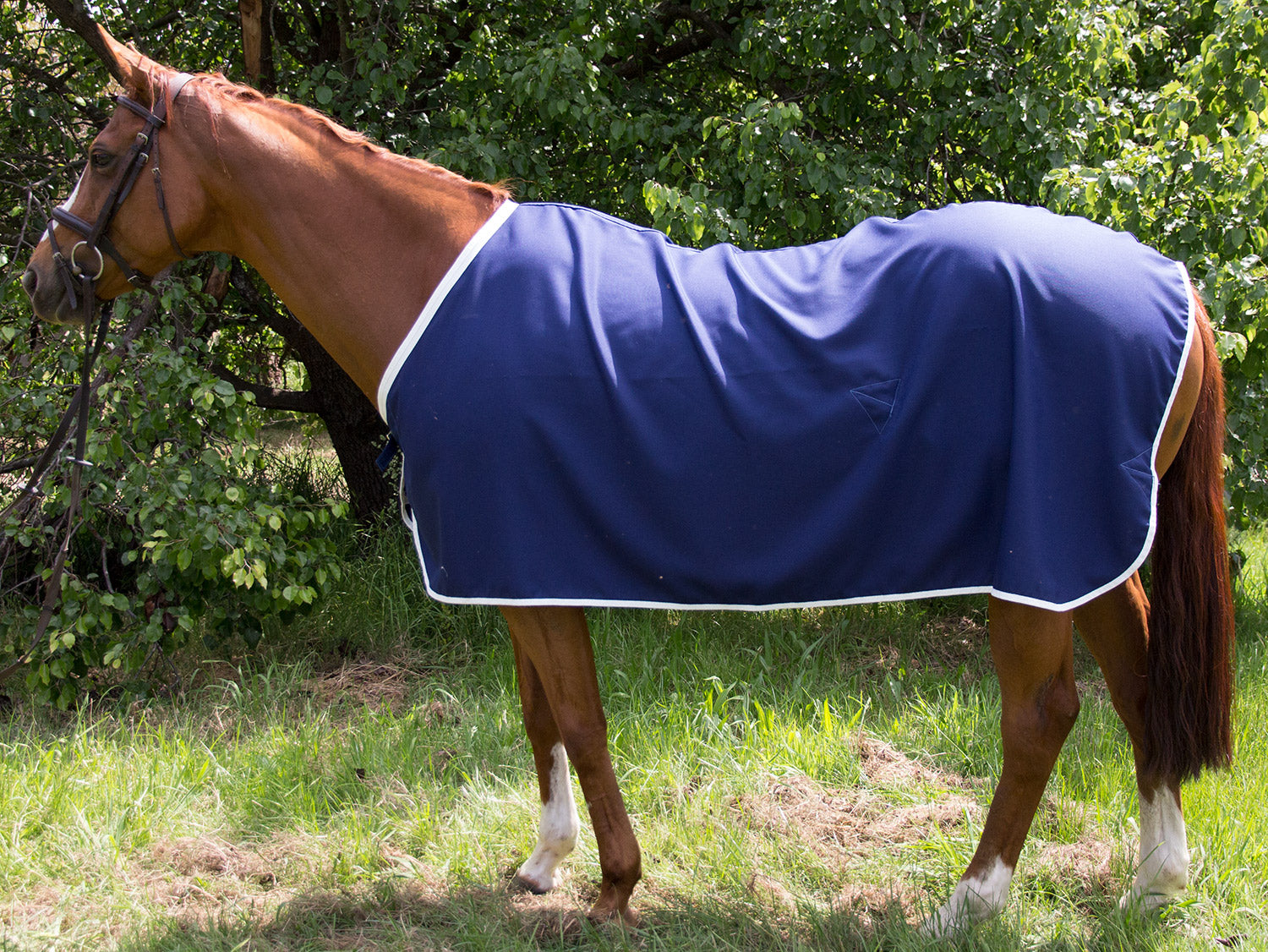 COTTON & SHOW RUGS